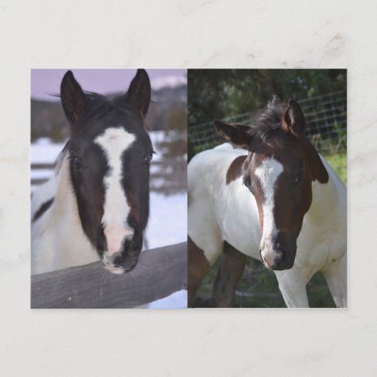 pinto fily Shasta Briefkaart (Voorkant)