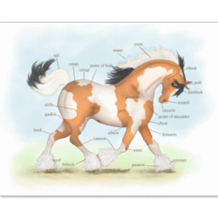 Pinto Gypsy Paard Educatieve Equine Anatomie Grafi Sticker