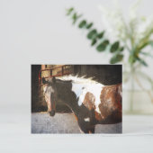 Pinto Horse Briefkaart (Staand voorkant)