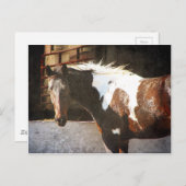 Pinto Horse Briefkaart (Voorkant / Achterkant)