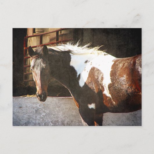 Pinto Horse Briefkaart (Voorkant)