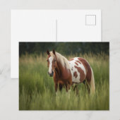 Pinto Horse Briefkaart (Voorkant / Achterkant)