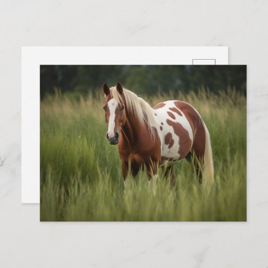 Pinto Horse Briefkaart (Voorkant / Achterkant)
