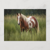 Pinto Horse Briefkaart (Voorkant)