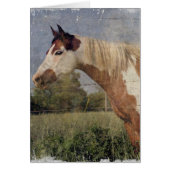 Pinto Horse Grunge (Voorkant)