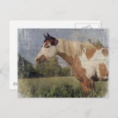 Pinto Horse Grunge Briefkaart (Voorkant / Achterkant)