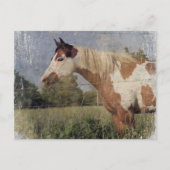 Pinto Horse Grunge Briefkaart (Voorkant)