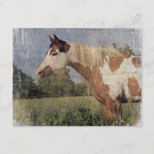 Pinto Horse Grunge Briefkaart (Voorkant)