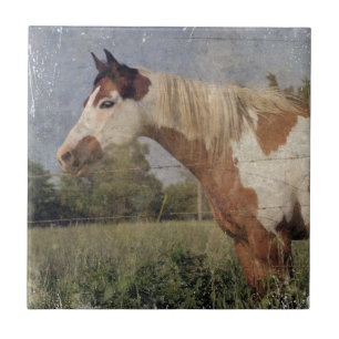 Pinto Horse Grunge Tegeltje