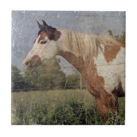 Pinto Horse Grunge Tegeltje (Voorkant)