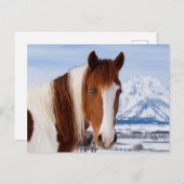 Pinto Horse Mount Moran in Winter Briefkaart (Voorkant / Achterkant)