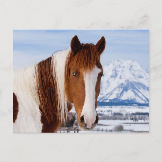 Pinto Horse Mount Moran in Winter Briefkaart (Voorkant)