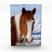 Pinto Horse Mount Moran in Winter Fotoblokken (Voorkant)