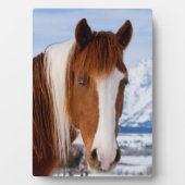Pinto Horse Mount Moran in Winter Fotoplaat (voorkant)