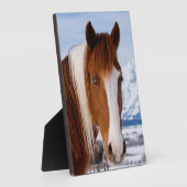 Pinto Horse Mount Moran in Winter Fotoplaat (Zijkant)