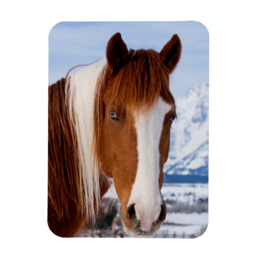 Pinto Horse Mount Moran in Winter Magneet (Verticaal)