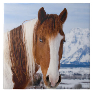 Pinto Horse Mount Moran in Winter Tegeltje