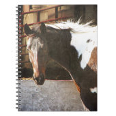 Pinto Horse Notitieboek (Voorkant)