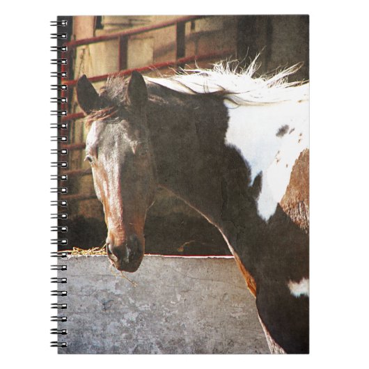 Pinto Horse Notitieboek (Voorkant)