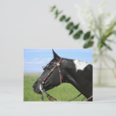 PINTO HORSE POST CARD BRIEFKAART (Staand voorkant)