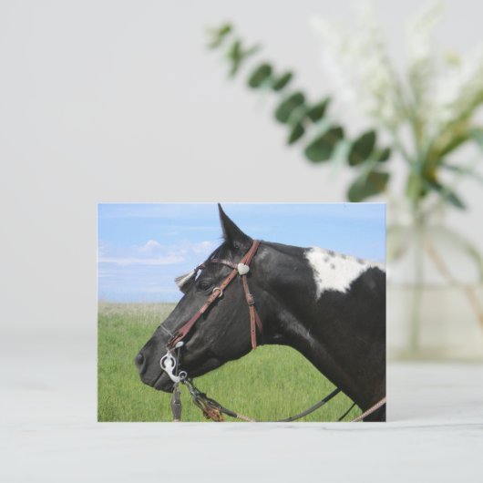 PINTO HORSE POST CARD BRIEFKAART (Staand voorkant)