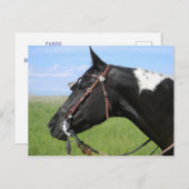 PINTO HORSE POST CARD BRIEFKAART (Voorkant / Achterkant)