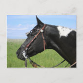PINTO HORSE POST CARD BRIEFKAART (Voorkant)