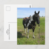 PINTO HORSE POST CARD BRIEFKAART (Voorkant / Achterkant)