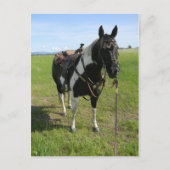 PINTO HORSE POST CARD BRIEFKAART (Voorkant)