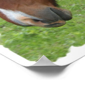 Pinto Horse Poster (Hoek)