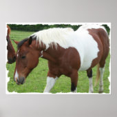 Pinto Horse Poster (Voorkant)