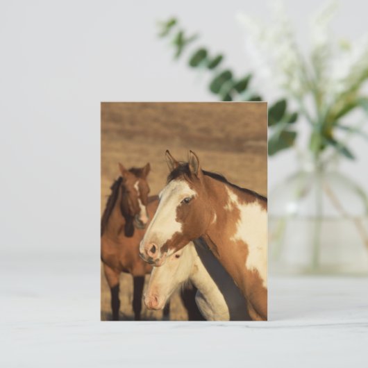 Pinto in Herd Briefkaart (Staand voorkant)