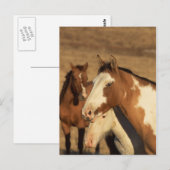 Pinto in Herd Briefkaart (Voorkant / Achterkant)