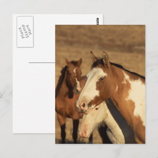 Pinto in Herd Briefkaart (Voorkant / Achterkant)