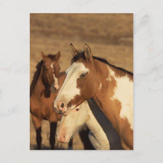 Pinto in Herd Briefkaart (Voorkant)