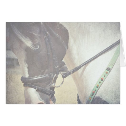 Pinto in Tack (Voorkant Horizontaal)