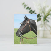 Pinto-kaart voor paarden briefkaart (Staand voorkant)