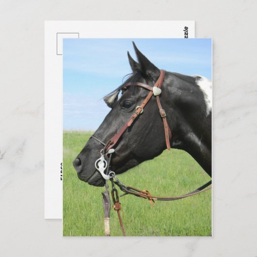 Pinto-kaart voor paarden briefkaart (Voorkant / Achterkant)