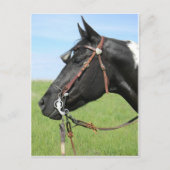 Pinto-kaart voor paarden briefkaart (Voorkant)