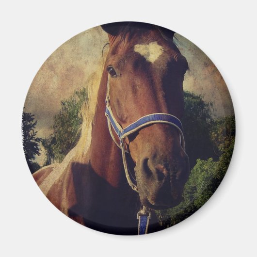 Pinto Magneet (Voorkant)