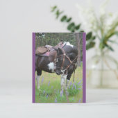 Pinto mare Fargo-postkaart Briefkaart (Staand voorkant)