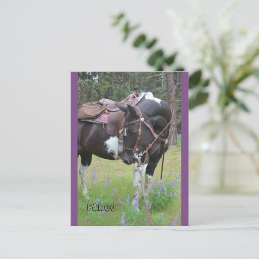Pinto mare Fargo-postkaart Briefkaart (Staand voorkant)