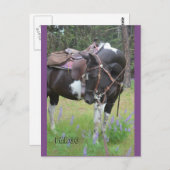 Pinto mare Fargo-postkaart Briefkaart (Voorkant / Achterkant)