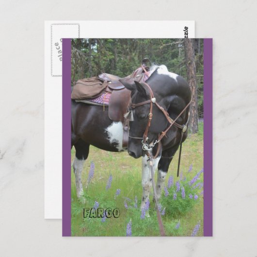 Pinto mare Fargo-postkaart Briefkaart (Voorkant / Achterkant)