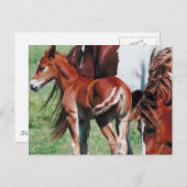 Pinto Mare met Foal Briefkaart (Voorkant / Achterkant)