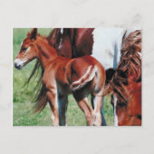 Pinto Mare met Foal Briefkaart (Voorkant)