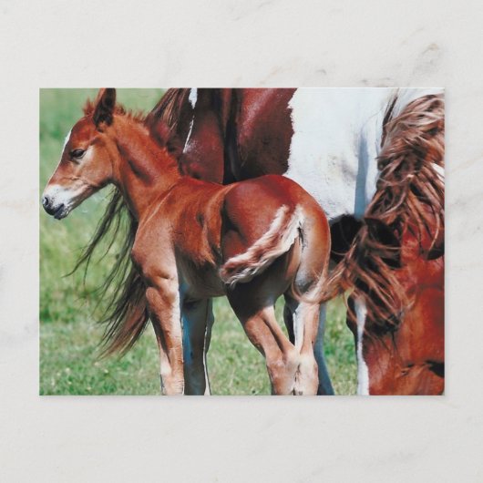 Pinto Mare met Foal Briefkaart (Voorkant)