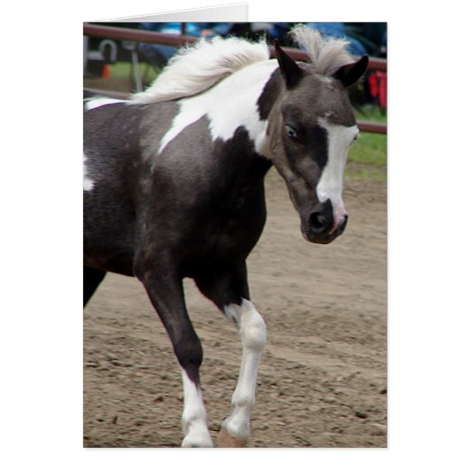 Pinto Mini Horse (Voorkant)
