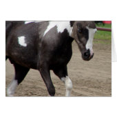 Pinto Mini Horse (Voorkant Horizontaal)