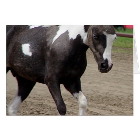 Pinto Mini Horse (Voorkant Horizontaal)